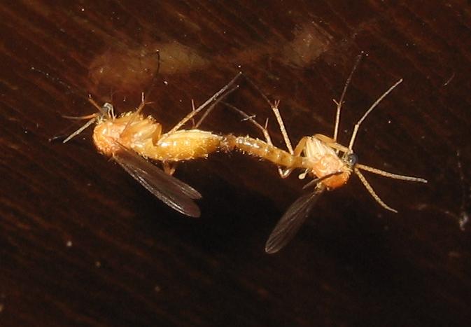 Sciophila lutea (Mycetophilidae)